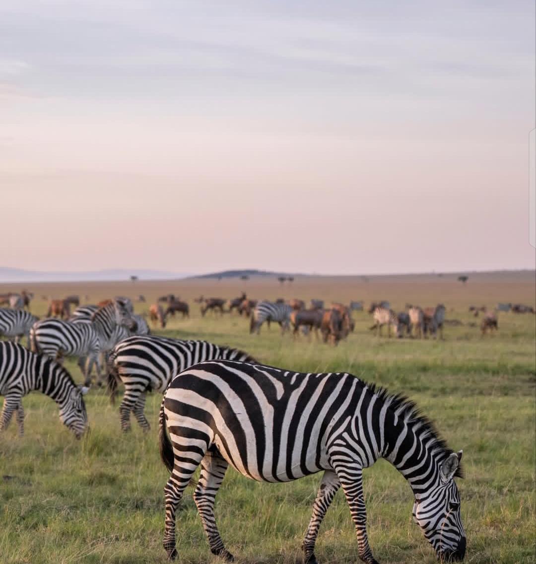 Zebras grazing during the Great Migration