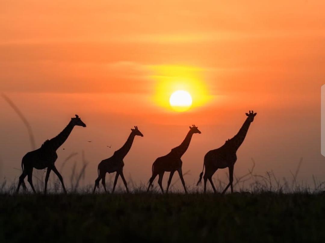 Giraffes silhouetted against a Maasai Mara sunset