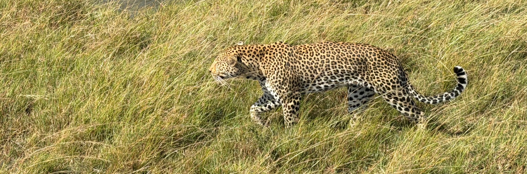 Leopard walking through the grass