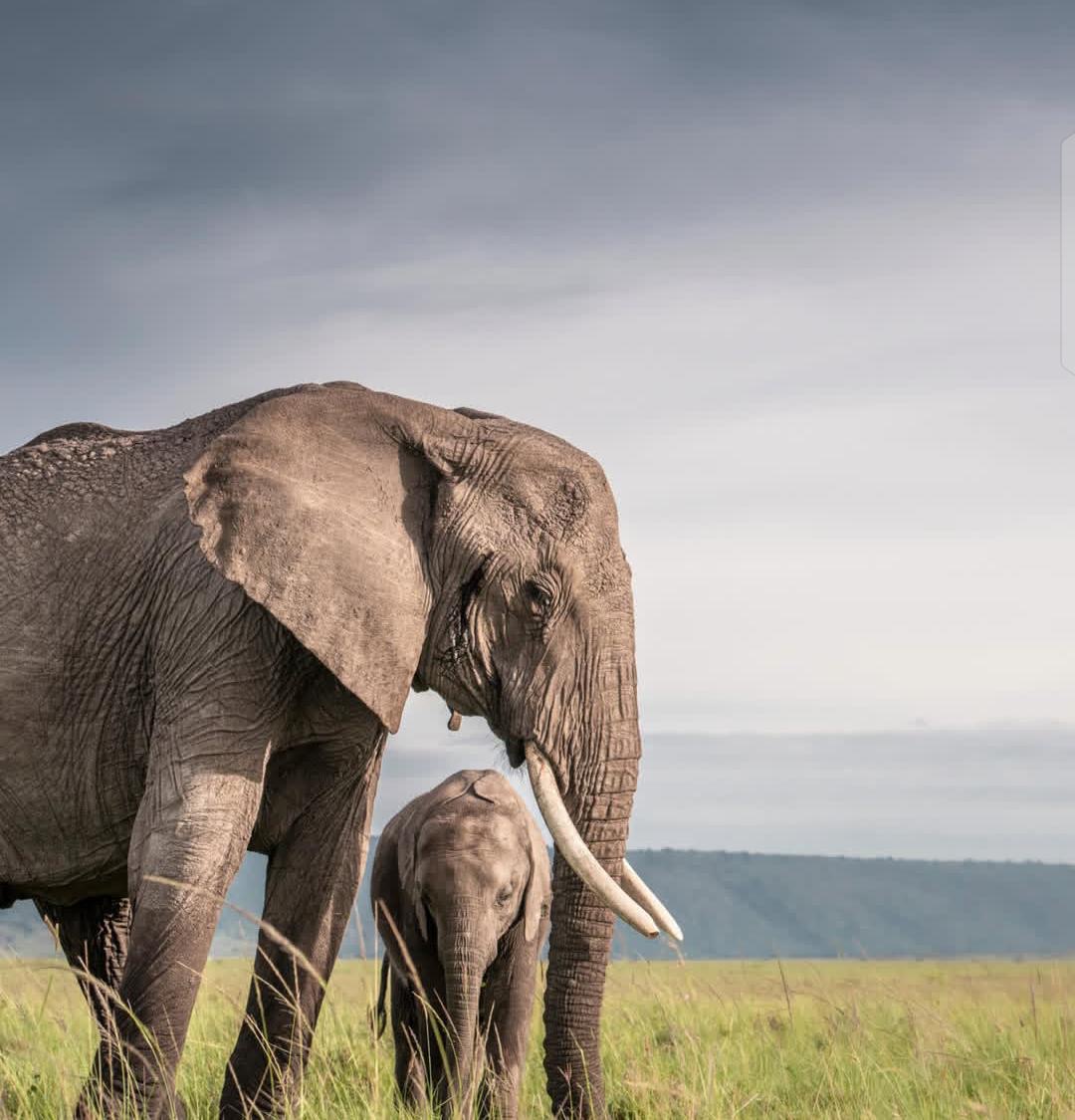 Elephant mother and calf