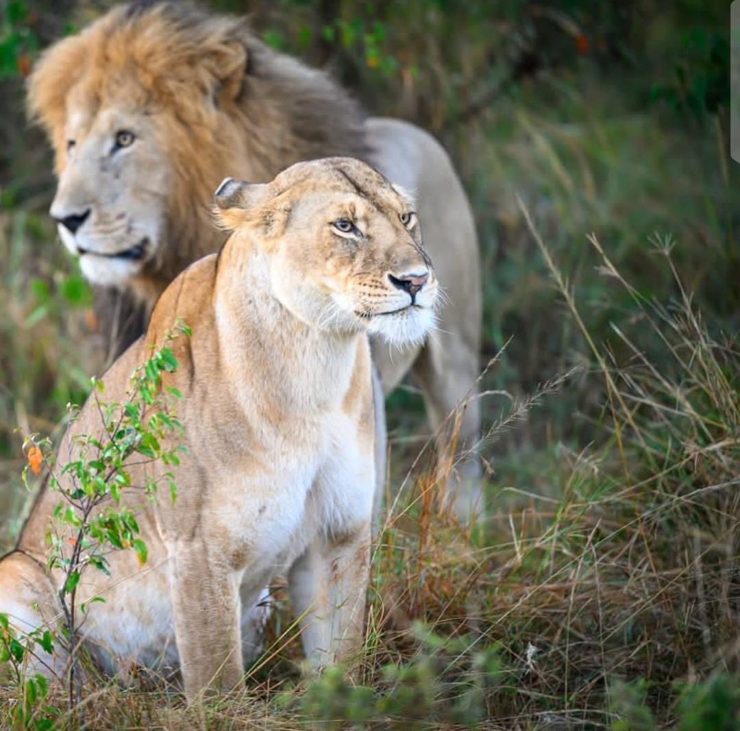 Game Drives