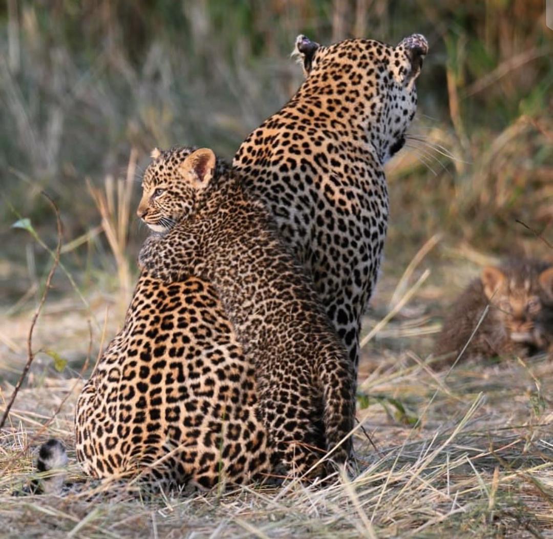 Leopard with cub