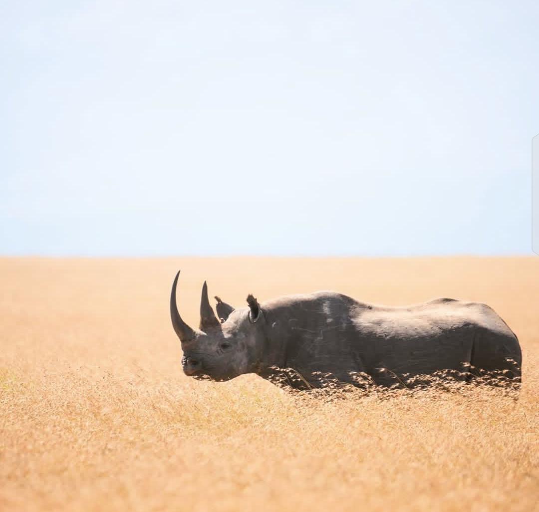 Black rhino in the savanna grass