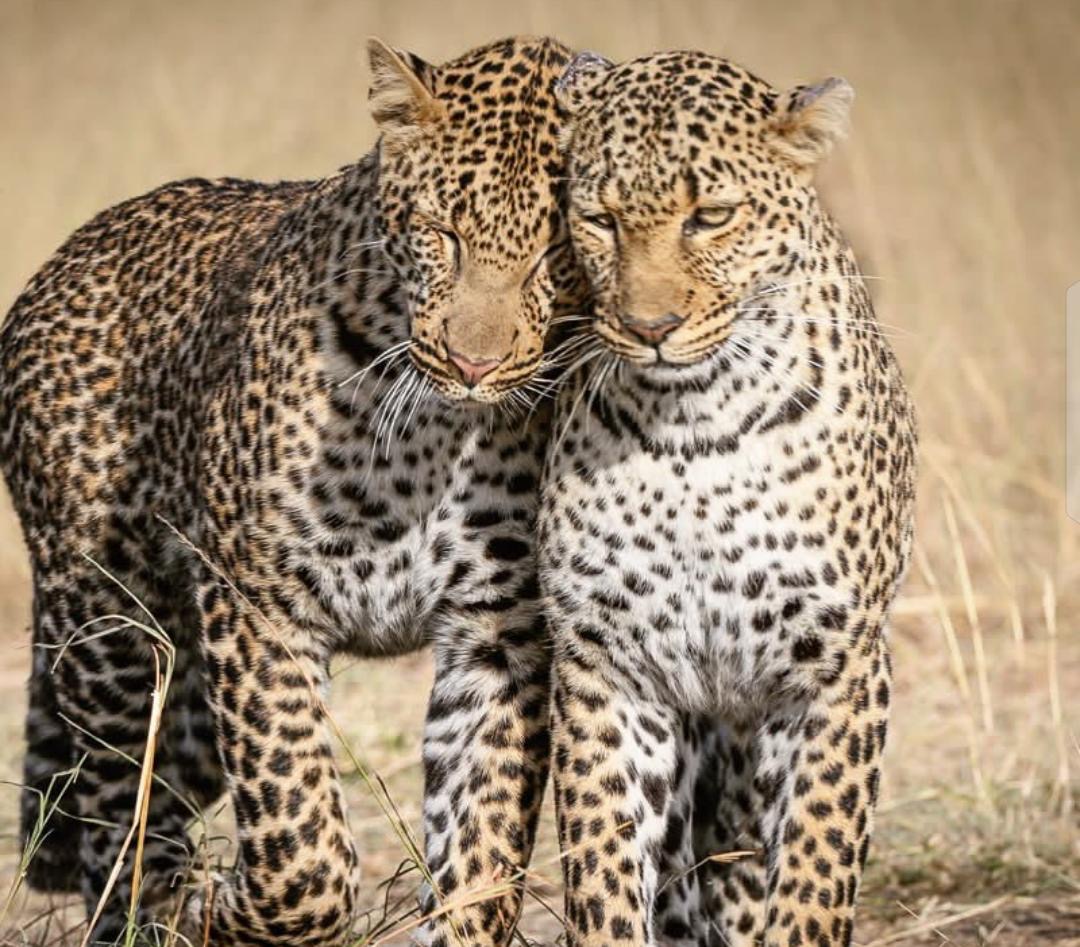 Two leopards together in the Maasai Mara