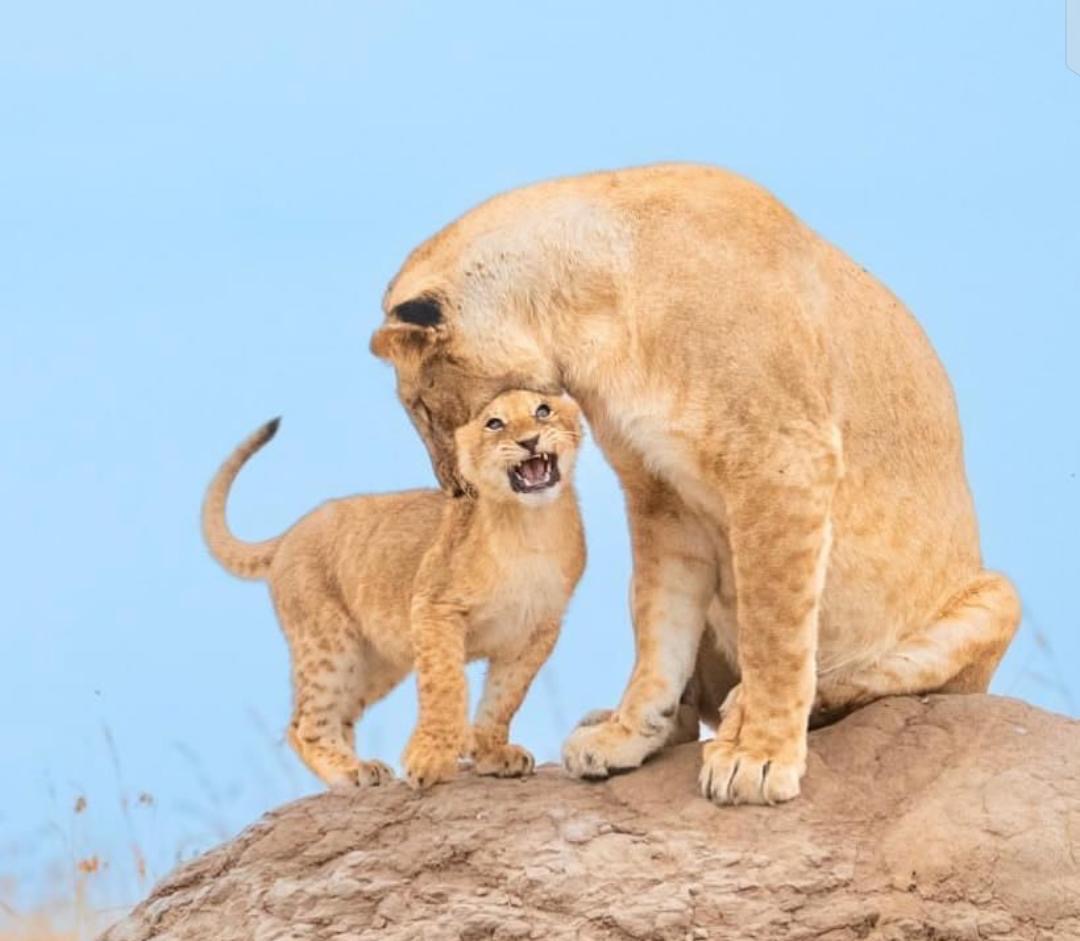 Lioness with playful cub